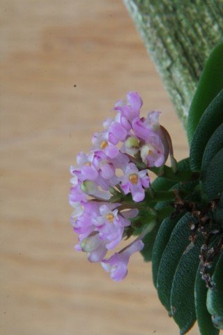 Schoenorchis fragrans 'Big Old Plant'