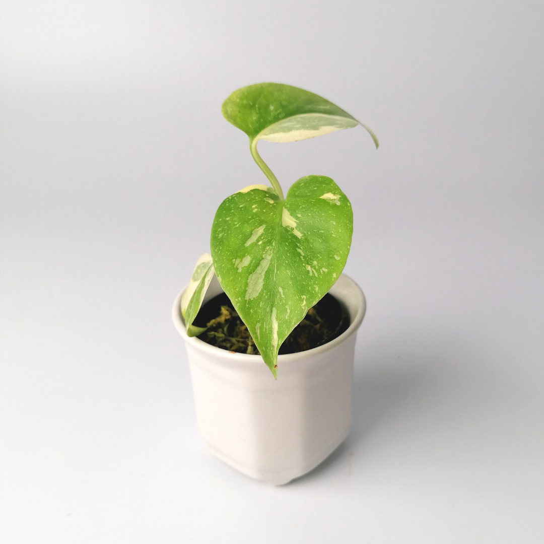 Monstera Thai Constellation "Baby Plant"