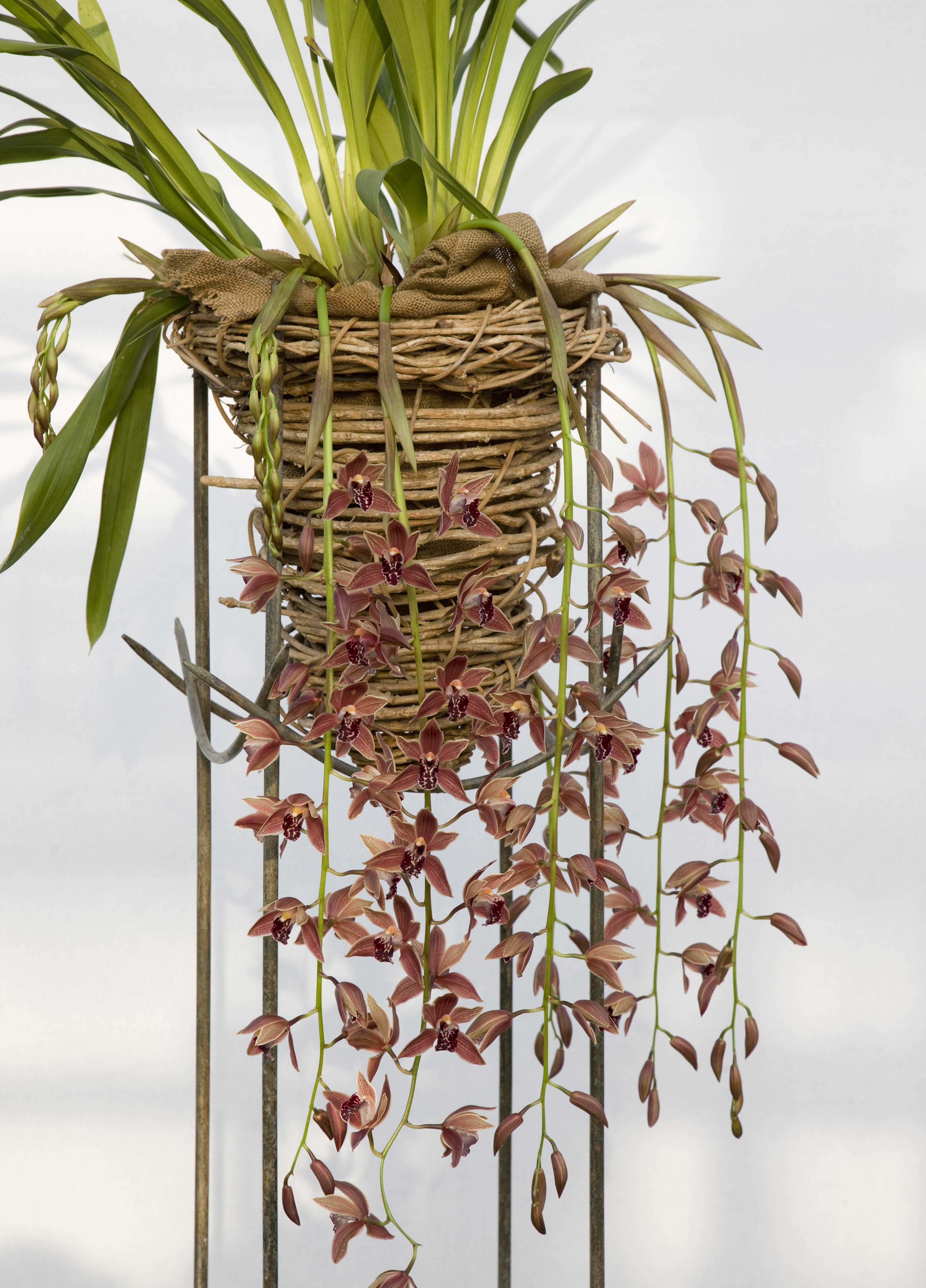 Cymbidium Zsip