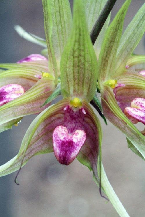 Bulbophyllum binnendijkii (Schnitt 1 Blatt)