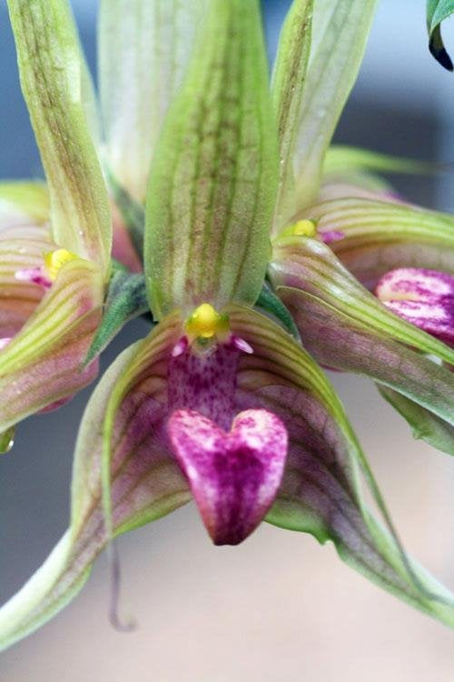 Bulbophyllum binnendijkii (Schnitt 1 Blatt)