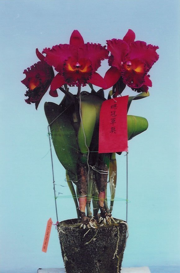 Blc. Sanyung Ruby "Grand Dragon" Big Plant