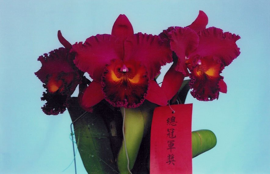 Blc. Sanyung Ruby "Grand Dragon" Big Plant