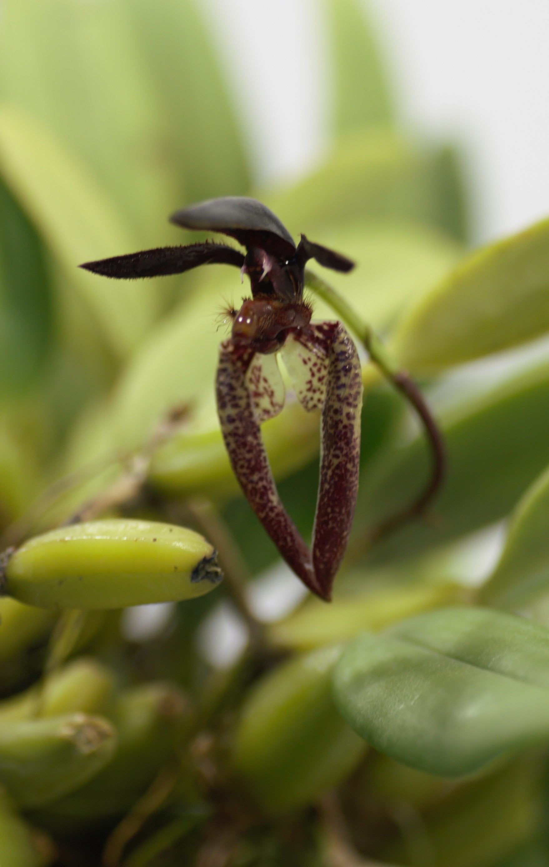 Bulbophyllum lasiochilum "Dark"