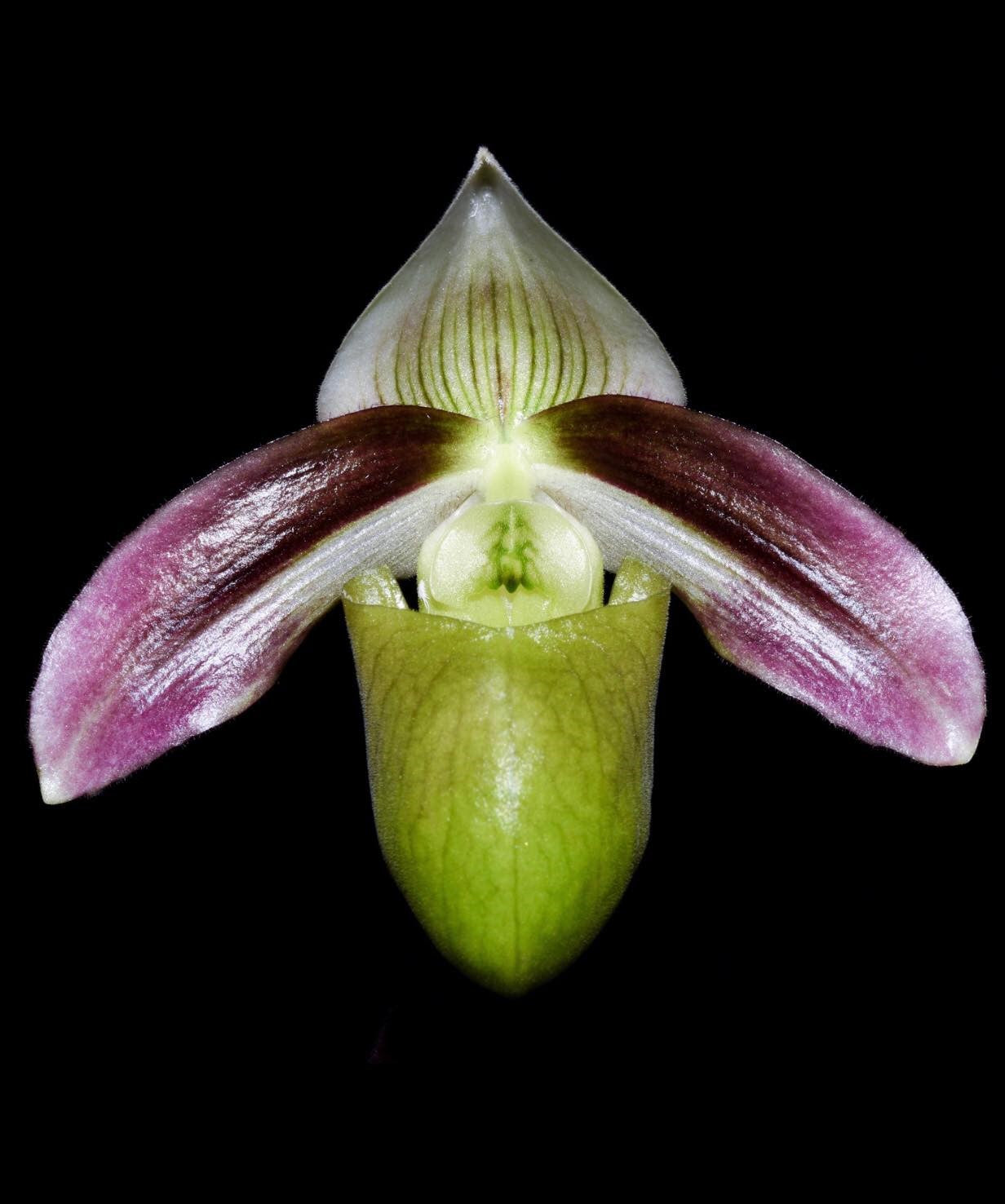 Paphiopedilum violascens