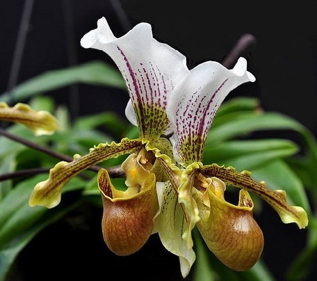 Paphiopedilum Leeanum