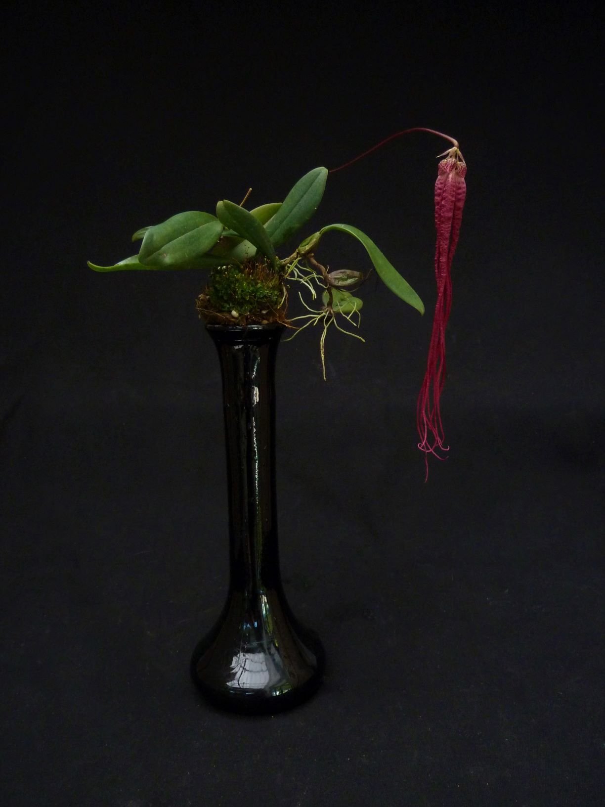 Bulbophyllum habrotinum