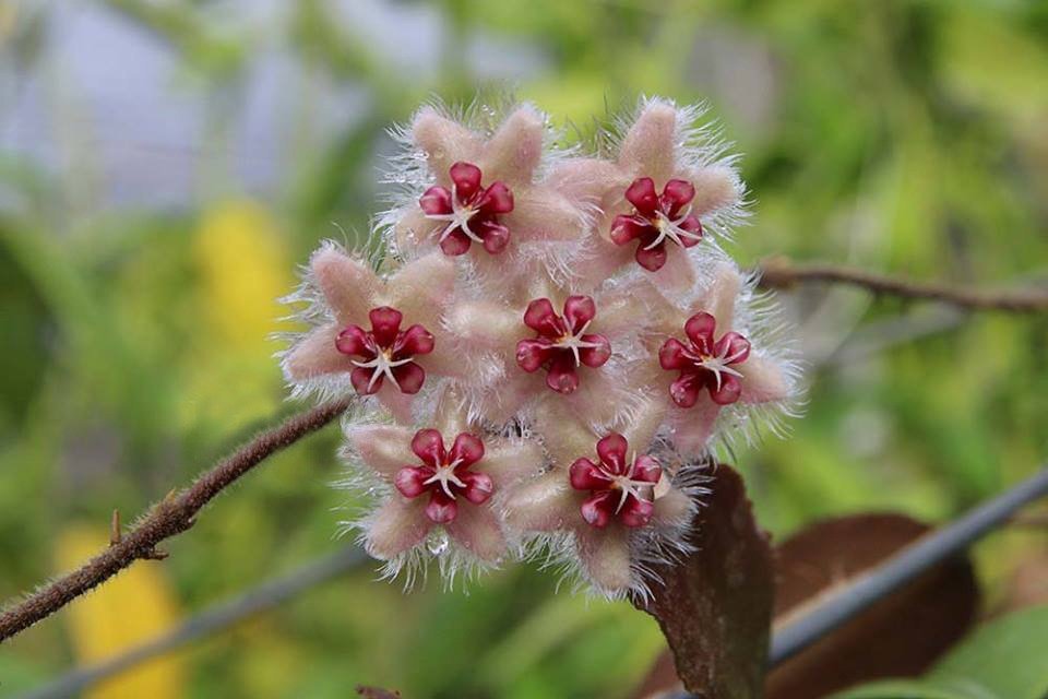 Hoya caudata "Silver Stains" Big Plant