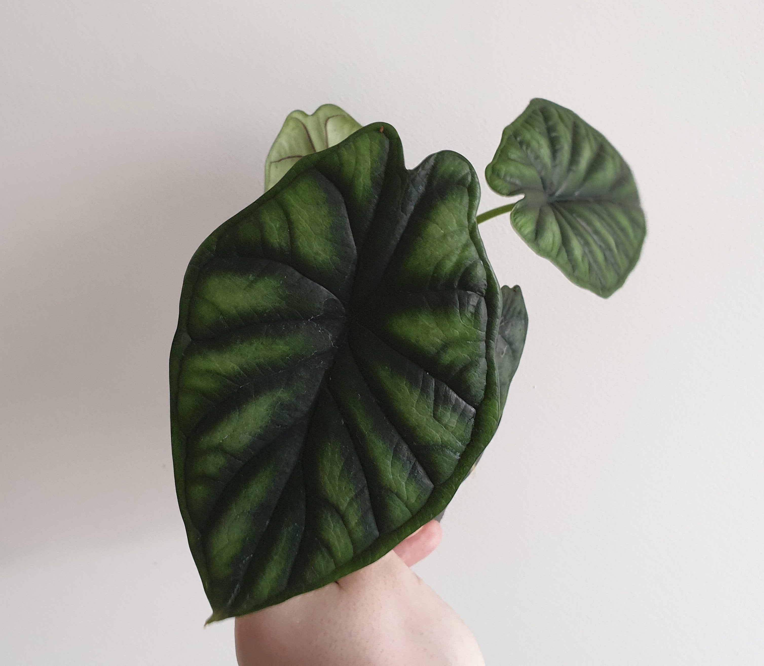 Alocasia baginda "Dragon Scale"