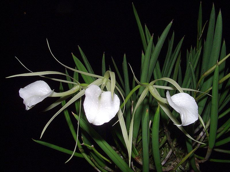 Brassavola nodosa "Big Plant"