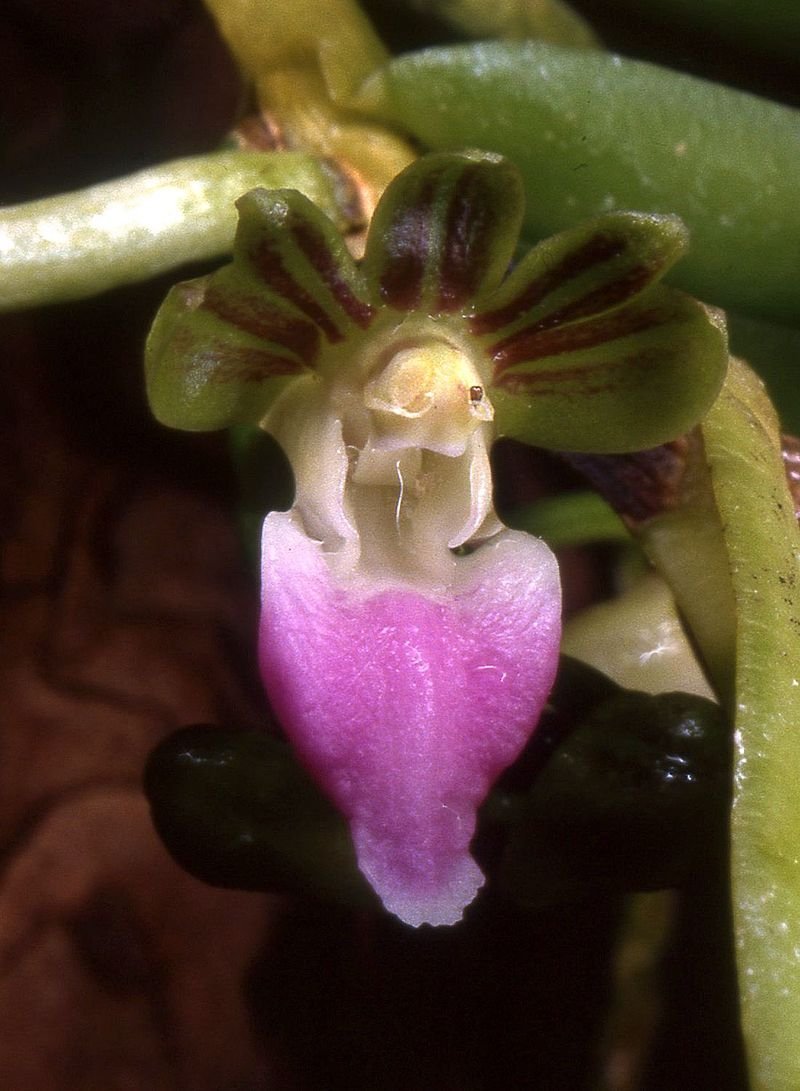 Pelatantheria insectifera "Big"