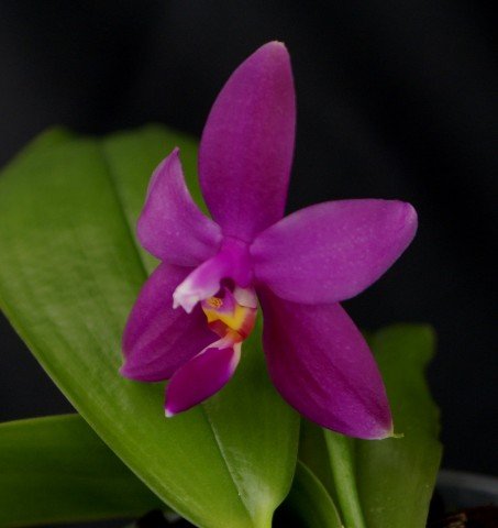 Phalaenopsis violacea var. Sumatra "Big"