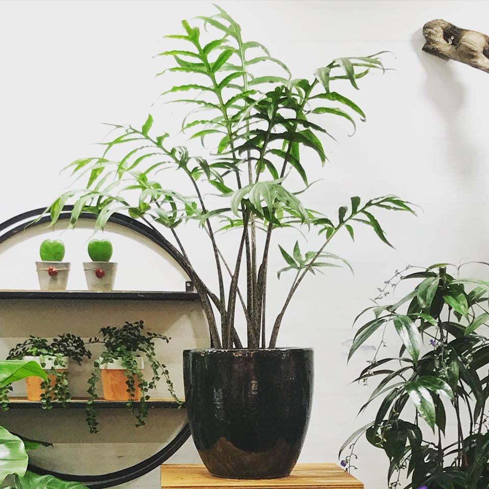 Alocasia brancifolia "Pink Passion"