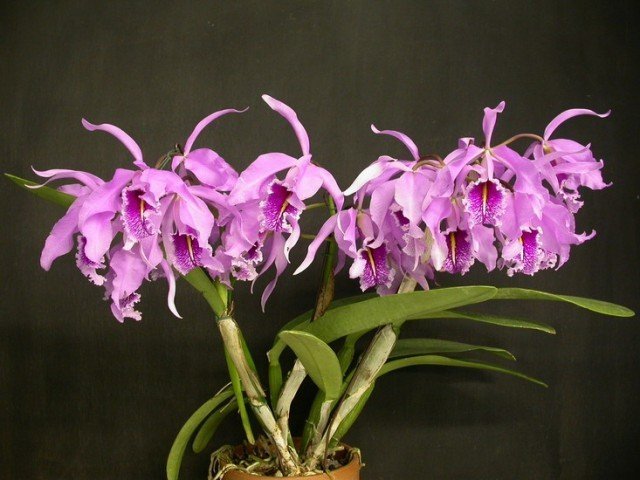 Cattleya maxima