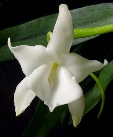 Angraecum magdalenae