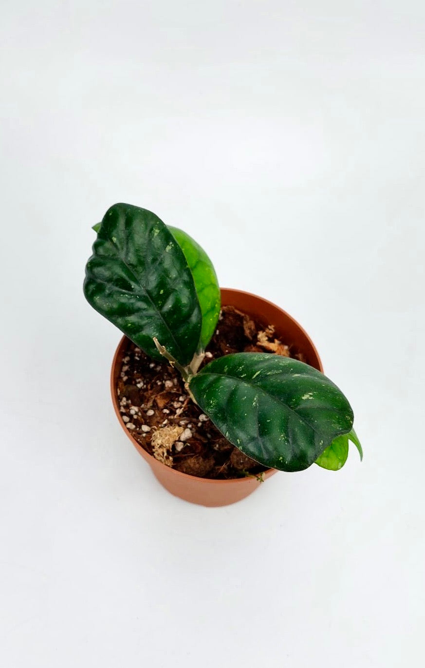 Hoya deykeae (6+ Leaves)