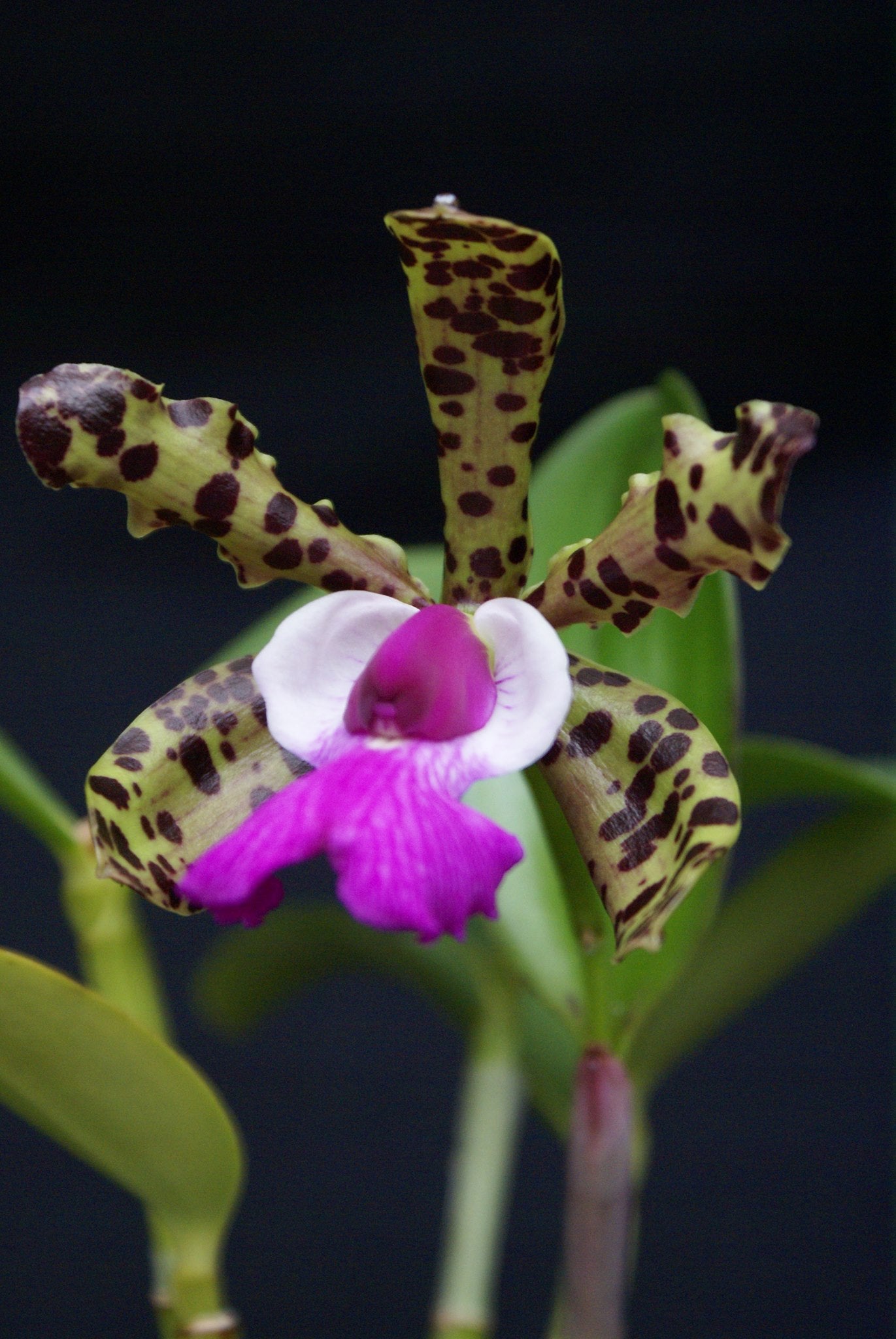 Cattleya aclandiae "4N Type" "Big"