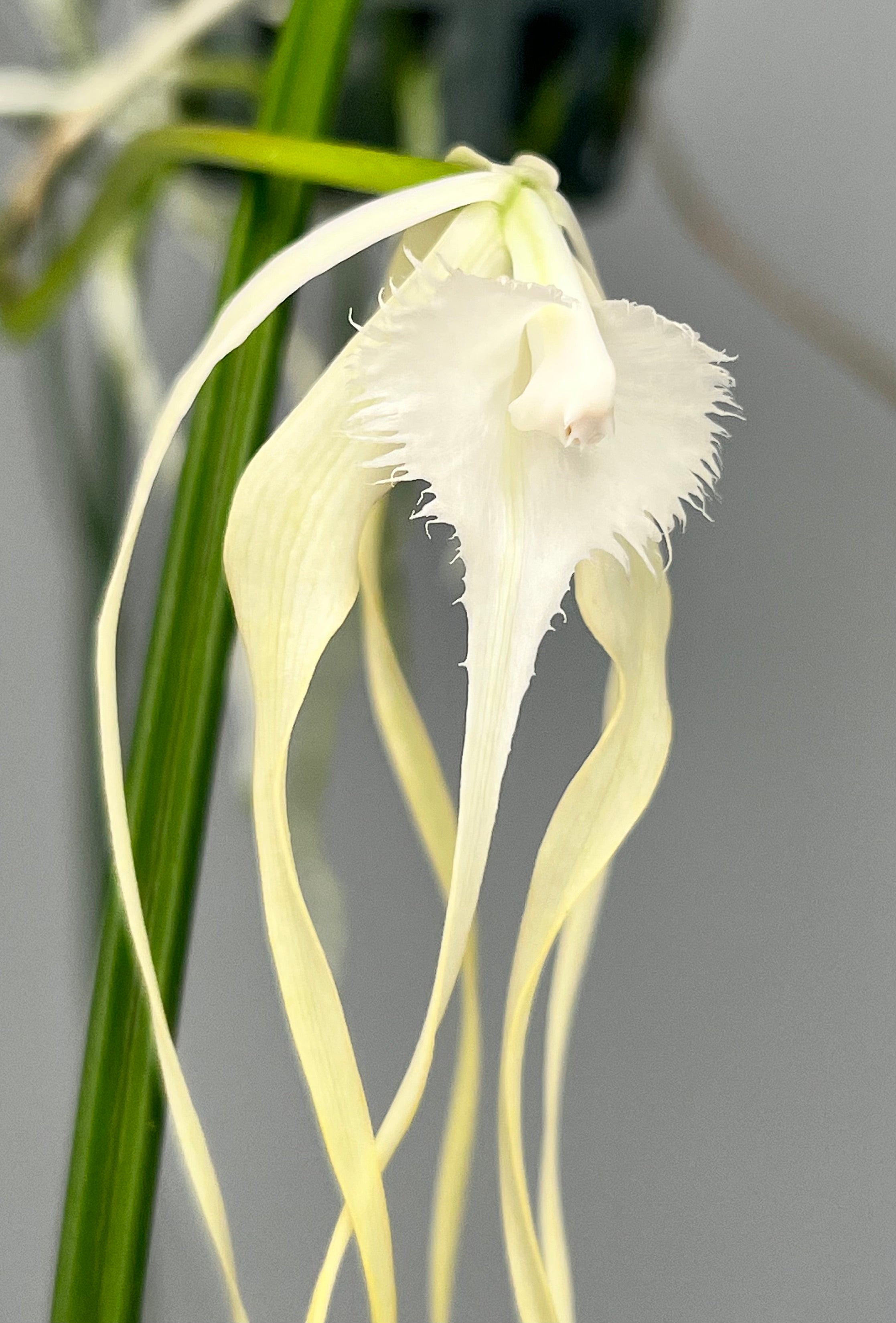 Brassavola cucullata