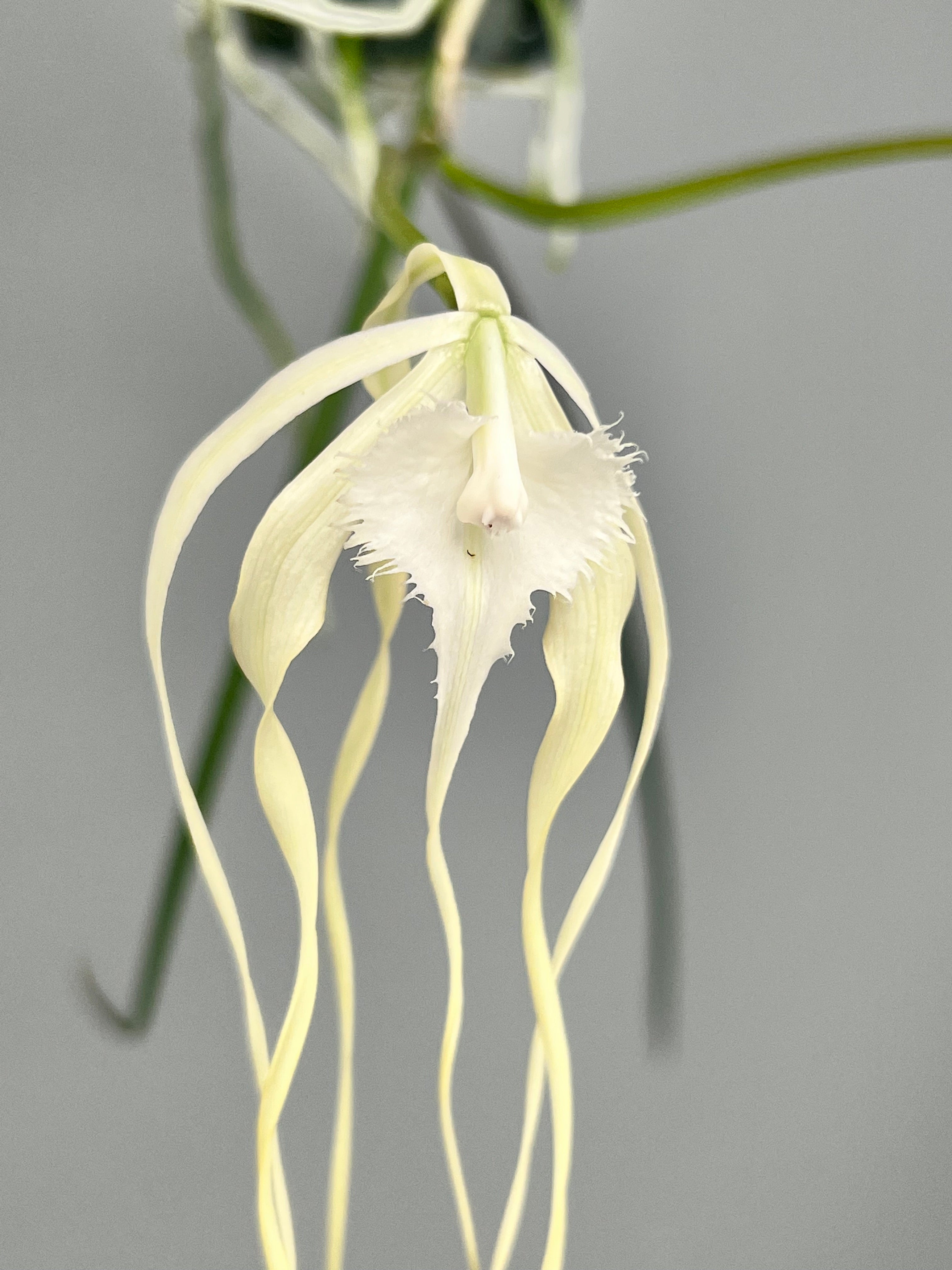 Brassavola cucullata