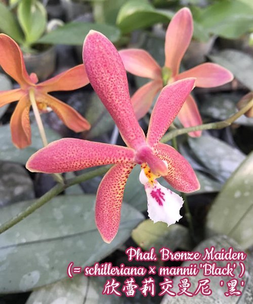 Phalaenopsis Bronze Maiden 欣蕾莉交曼尼 '黑' (Phal. schilleriana x Phal. mannii "Black")