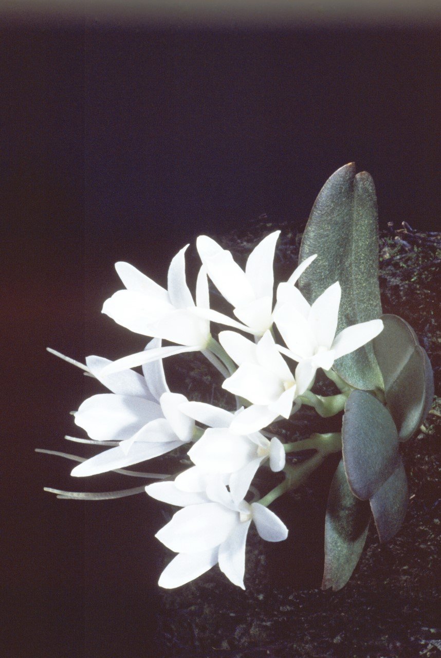 Aerangis fastuosa