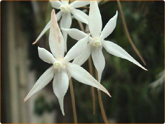 Aerangis kirkii