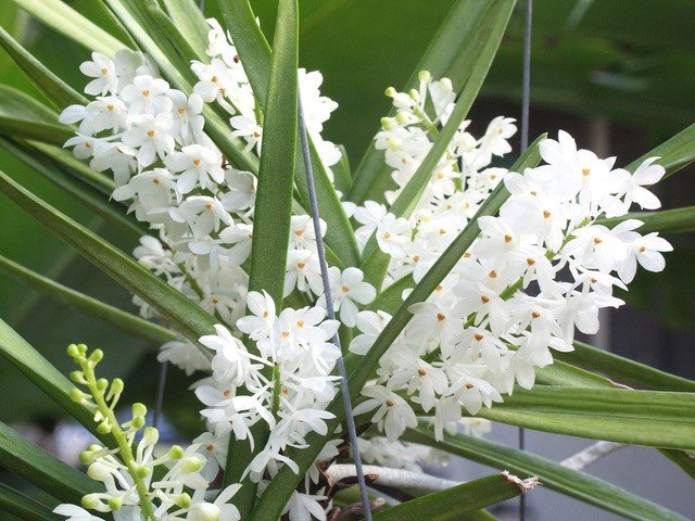 Ascocentrum ampullaceum alba