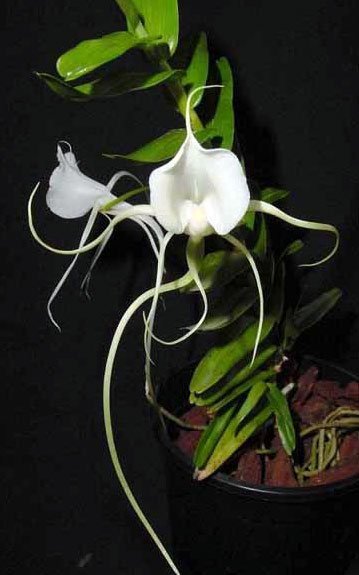 Angraecum germinyanum