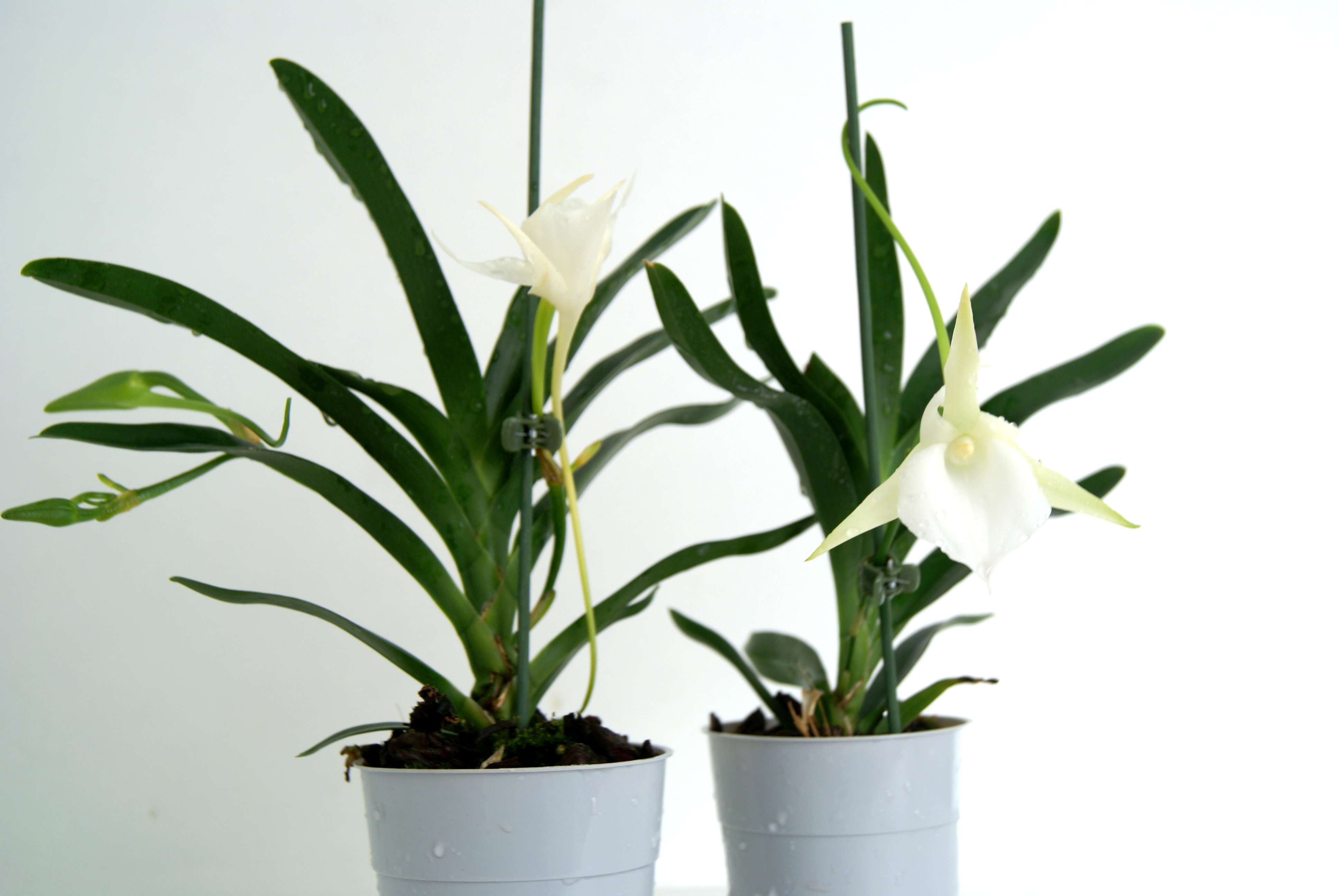 Angraecum Lady Lisa x Angraecum germinyanum