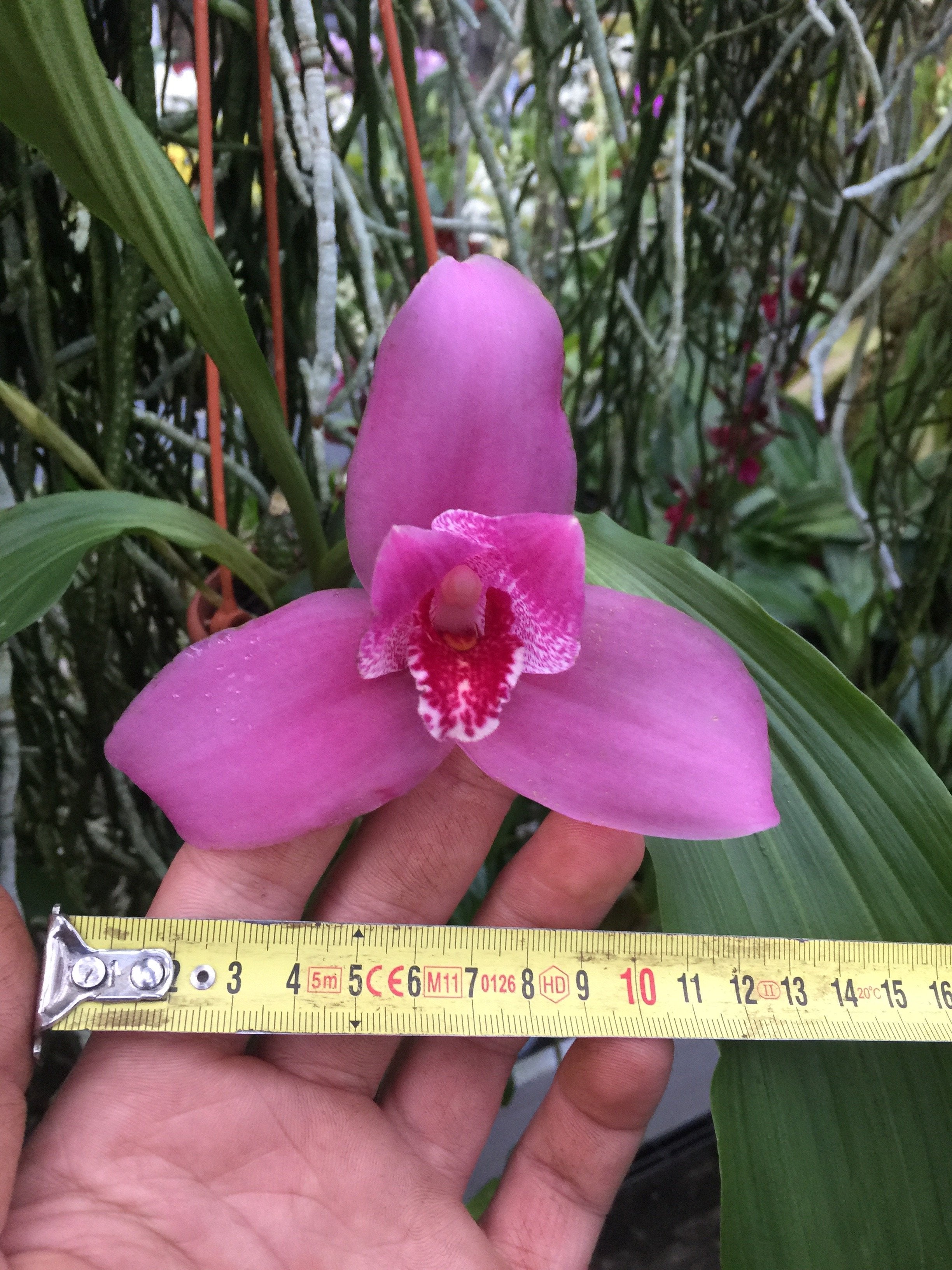 Angulocaste Red Jewel Red Baby Lycaste Gayser Gold x Lycaste Shonan Harmony