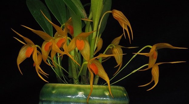 Bulbophyllum ankylochele
