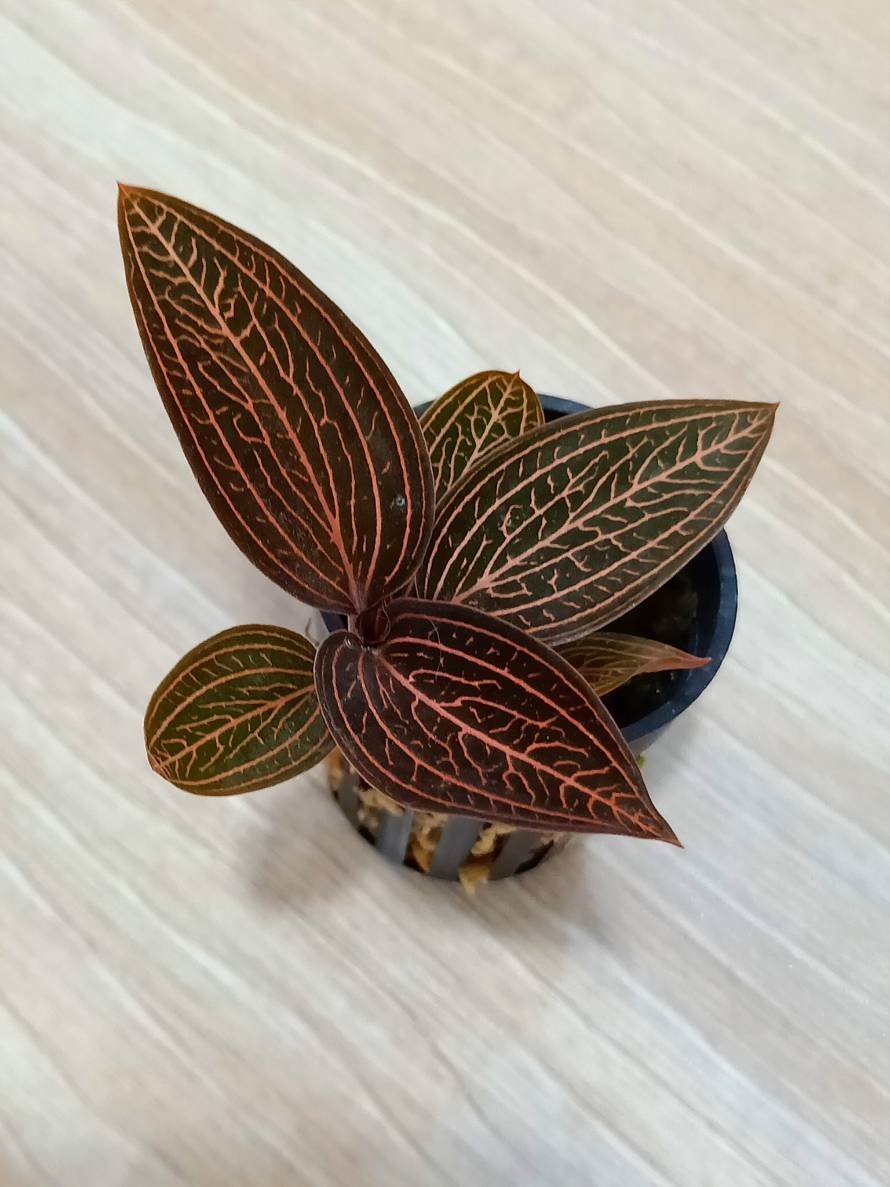 Anoectochilus roxburghii x Ludisia discolor (Anoectochilus Spiderman)