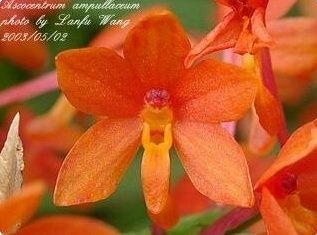 Ascocentrum ampullaceum "Orange"