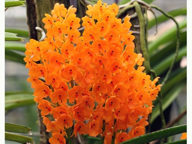 Ascocentrum miniatum