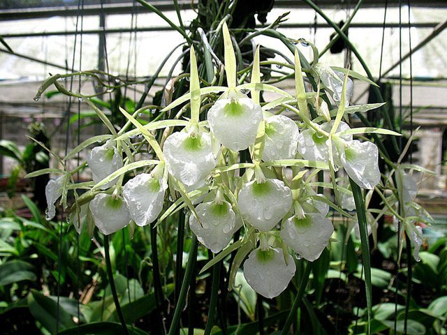 Brassavola perrinii