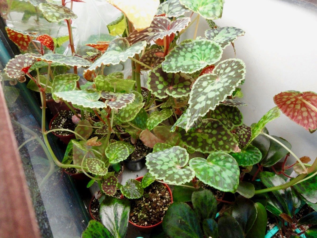 Begonia chlorosticta "Red"