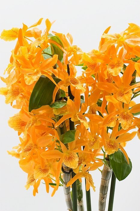Dendrobium nobile "Firebird"