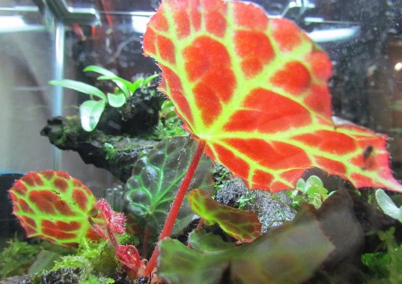 Begonia rajah