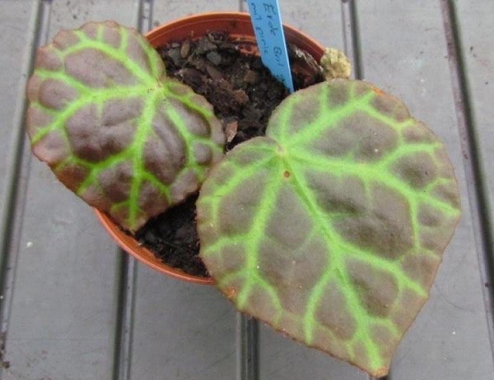 Begonia rajah