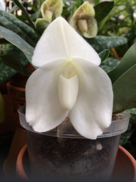Paphiopedilum bellatulum alba "Snow-Whit x Sib"