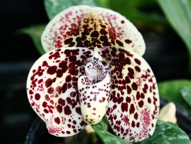 Paphiopedilum bellatulum "#7" x bellatulum "#3"