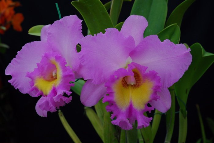 Blc. Mahina Yahiro "Mishima"