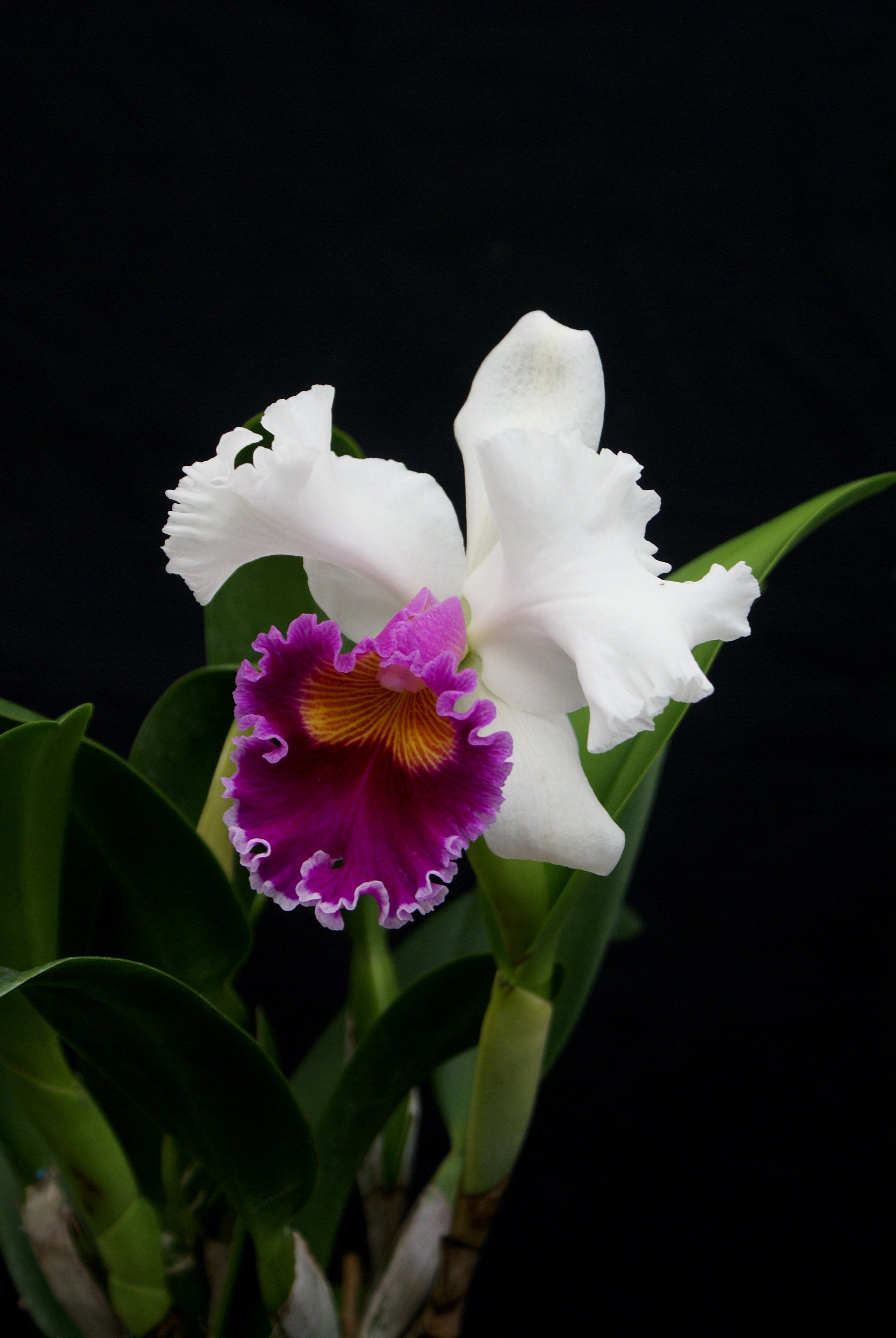 Blc. Varut Rittinan