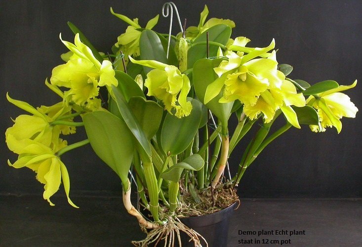 Blc. Ports Of Paradise