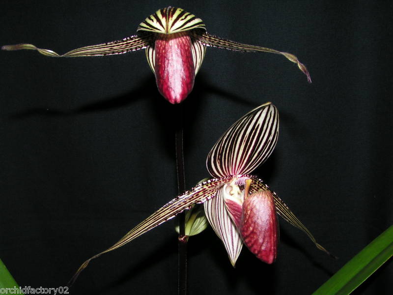 Paphiopedilum rothschildianum