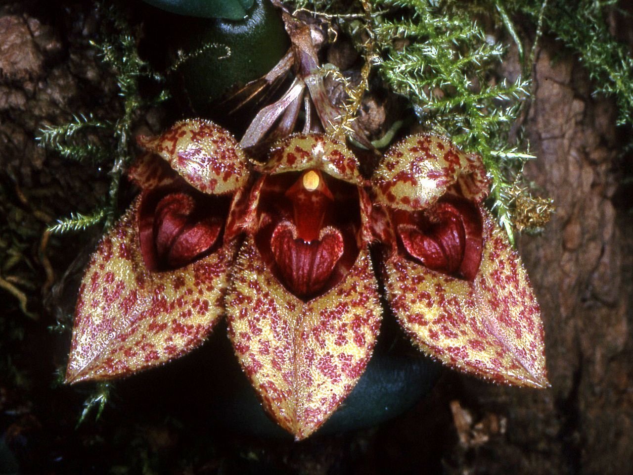 Bulbophyllum frostii