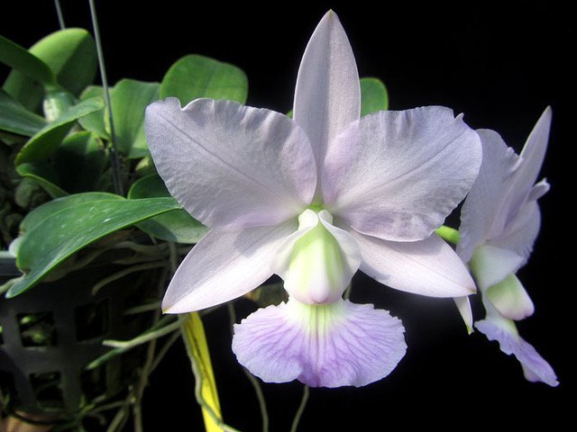 Cattleya walkeriana Blue  XXL