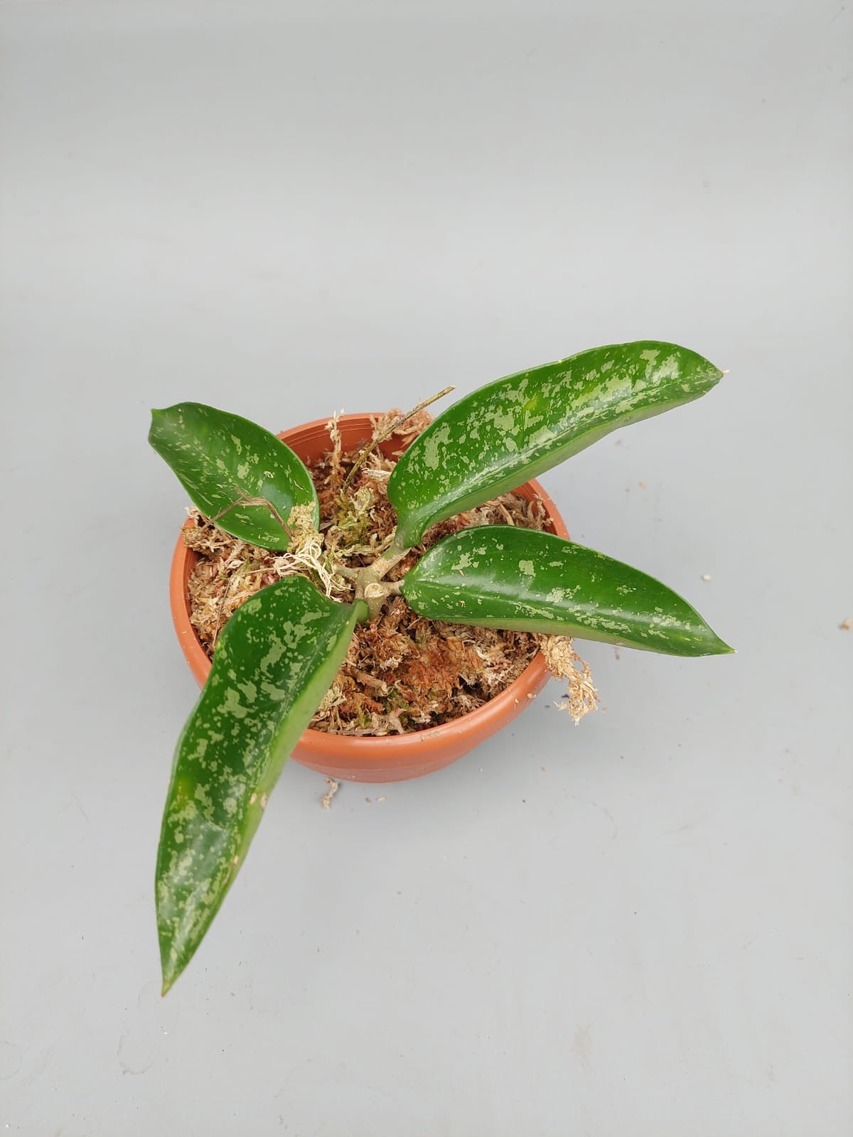 Hoya pottsii splash 'Big Plant'