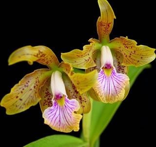 Cattleya velutina
