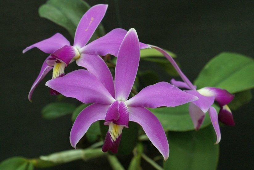Cattleya violacea (Big Plant)